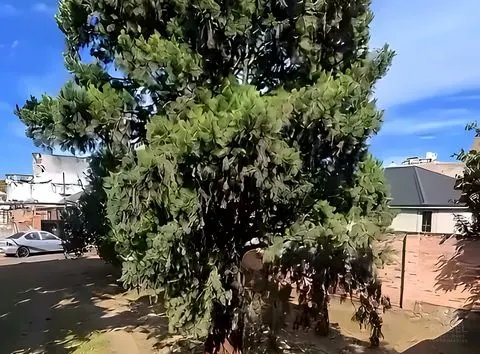 Árbol en el parque